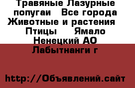 Травяные Лазурные попугаи - Все города Животные и растения » Птицы   . Ямало-Ненецкий АО,Лабытнанги г.